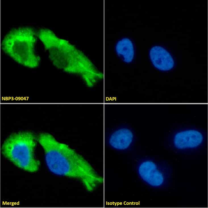 Immunocytochemistry /Immunofluorescence: GABA-AR alpha 1 Antibody (1F4) - Chimeric - Azide and BSA Free [NBP3-09047] - Immunofluorescence analysis of paraformaldehyde fixed U251 cells on Shi-fix(TM) coverslips stained with NBP3-09047 at 10 ug/ml for 1h followed by Alexa Fluor(R) 488 secondary antibody (2 ug/ml), showing membrane staining. The nuclear stain is DAPI (blue). Panels show from left-right, top-bottom: NBP3-09047, DAPI, merged channels and an isotype control. The isotype control was an unknown specificity antibody followed by staining with Alexa Fluor(R) 488 secondary antibody.