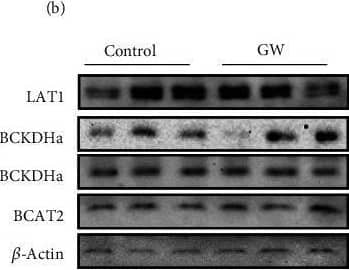 Effect of GW501516 on BCAA transport and catabolic enzymes. (a and b) Effect of treatment with GW501516 (GW) at 1 μM for 24 hours on (a) absolute media BCAA content or (b) control mean-normalized (within each experiment) media BCAA content following 24-hour treatment. (c) Effect of GW at 1 μM for up to 24 hours on myotube mRNA expression of branched-chain aminotransferase 2 (Bcat2), branched-chain alpha-keto acid dehydrogenase (Bckdha), and 3-hydroxyisobutyrate dehydrogenase (Hibadh). (d) Effect of GW at 1 μM for 24 hours on myotube protein expression of large amino acid transporter 1 (LAT1), pBCKDHa (normalized to total BCKDHa), BCKDHa, and BCAT2. Notes: ∗ indicates p ≤ 0.05 between groups. Time course gene expression was analyzed using one-way ANOVA with Dunnett's correction for multiple comparisons. Target gene expression was normalized to tata binding protein (Tbp) using three replicates per group across two independent experiments with n = 5–6 for the final analysis. Protein expression and BCAA media content were analyzed using student's t-test. Western blots were performed using three replicates per group across two independent experiments with n = 6 for the final analysis. BCAA media content was performed using three replicates per group across two independent experiments with n = 6 for the final analysis with each analyte measured in triplicate. Image collected and cropped by CiteAb from the following open publication (//pubmed.ncbi.nlm.nih.gov/37325367), licensed under a CC-BY license. Not internally tested by Novus Biologicals.