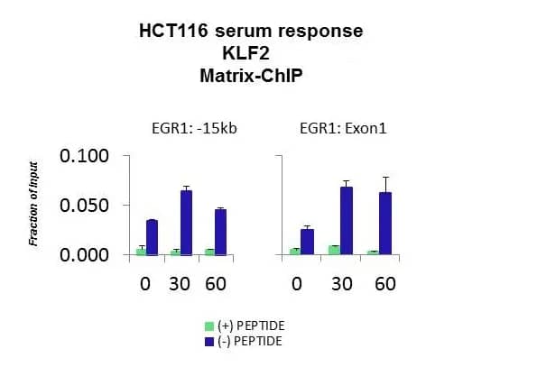 Quiescent human colon carcinoma HCT116 cultures were treated with 10% FBS for three time points (0, 15, 30min) or (0, 30, 60min) were used in Matrix-ChIP and real-time PCR assays at EGR1 gene (Exon1) and 15kb upstream site.