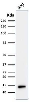 Western Blot: TCL1A Antibody (TCL1/2079) - Azide and BSA Free [NBP3-11312] - Western Blot Analysis of Raji cell lysate using TCL1A Mouse Monoclonal Antibody (TCL1A/2079).