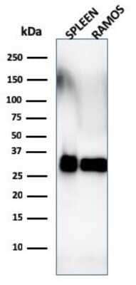 Western Blot: HLA DRB1 Antibody (SPM288) - Azide and BSA Free [NBP3-11419] - Western Blot Analysis of Ramos cells and human spleen tissue lysate using HLA DRB1 Antibody (SPM288).