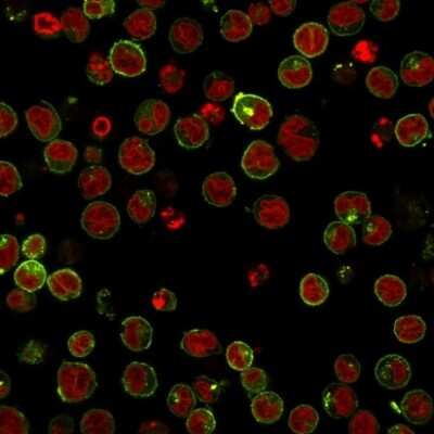 Immunocytochemistry/ Immunofluorescence: HLA DRB1 Antibody (SPM288) - Azide and BSA Free [NBP3-11419] - ICC/IF analysis of Raji cells labeling HLA-DR with  conjugated with APC (Green). The nuclear counterstain is Red Dot (Red)