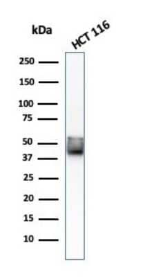 Western Blot: Cytokeratin 8 Antibody (KRT8/803) - Azide and BSA Free [NBP3-11422] - Western Blot Analysis of HCT116 cell lysate using CK8 with Cytokeratin 8 Mouse Monoclonal Antibody (KRT8/803).