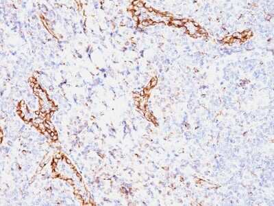 Immunohistochemistry-Paraffin: VEGF Antibody (VEGF/1063) - Azide and BSA Free [NBP3-11437] - Formalin-fixed, paraffin-embedded human Tonsil stained with VEGF Antibody (VEGF/1063).