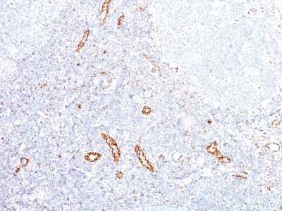 Immunohistochemistry-Paraffin: VEGF Antibody (VEGF/1063) - Azide and BSA Free [NBP3-11437] - Human Tonsil stained with VEGF Monoclonal Antibody (VEGF/1063).