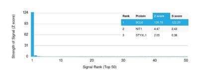 Protein Array: Bcl-6 Antibody (BCL6/1527) - Azide and BSA Free [NBP3-11440] - containing more than 19,000 full-length human proteins. Z- and S- Score: The Z-score represents the strength of a signal that an antibody (in combination with a fluorescently-tagged anti-IgG secondary) produces when binding to a particular protein on the HuProt array. Z-scores are described in units of standard deviations above the mean value of all signals generated on that array. If targets on HuProt are arranged in descending order of the Z-score, the S-score is the difference between the Z-score. S-score therefore represents the relative target specificity of an Ab to its intended target. An Ab is considered to specific to its intended target, if the Ab has an S-score of at least 2.5. For example, if Ab binds to protein X with a Z-score of 43 and to protein Y with a Z-score of 14, then the S-score for the binding of that Ab to protein X is equal to 29