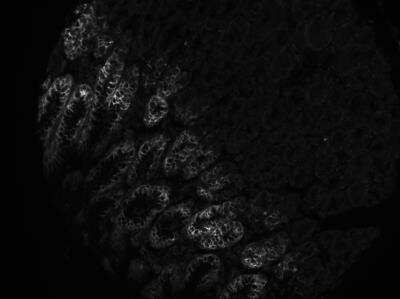 Immunocytochemistry/ Immunofluorescence: MUC5AC Antibody (CLH2) - Azide and BSA Free [NBP3-11458] - Human stomach tissue (FFPE). Antibody at 1:100. ICC/IF image submitted by a verified customer review.