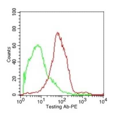 Flow Cytometry: CD37 Antibody (IPO-24) - Azide and BSA Free [NBP3-11462] - Flow Cytometric staining of PHA stimulated PBMC. Green isotype control; Red CD37 Antibody (IPO-24). Goat anti-Mouse PE was used as secondary antibody