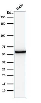 Western Blot: Mitochondria Antibody (AE-1) - Azide and BSA Free [NBP3-11466] - Western Blot Analysis of HeLa cell lysate using Mitochondria Antibody (AE-1).
