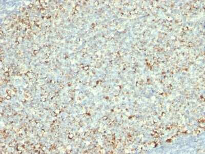 Immunohistochemistry-Paraffin: Mitochondria Antibody (AE-1) - Azide and BSA Free [NBP3-11466] - Formalin-fixed, paraffin-embedded human Tonsil stained with Mitochondria Antibody (AE-1).