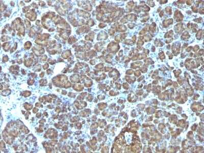 Immunohistochemistry-Paraffin: Mitochondria Antibody (AE-1) - Azide and BSA Free [NBP3-11466] - Formalin-fixed, paraffin-embedded human Pancreas stained with Mitochondria Antibody (AE-1).
