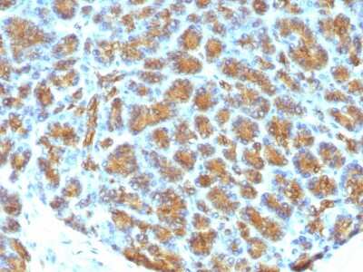 Immunohistochemistry-Paraffin: MFG-E8 Antibody (MFG-06) - Azide and BSA Free [NBP3-11473] - Formalin-fixed, paraffin-embedded human Pancreas stained with MFG-E8 Antibody (MFG-06)