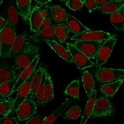 Immunocytochemistry/ Immunofluorescence: CD44 Antibody (HCAM/918) - Azide and BSA Free [NBP3-11479] - Confocal immunofluorescence image of HeLa cells using CD44 Antibody (HCAM/918) in Green (CF488) and Red Dot is used to label the nuclei Red.