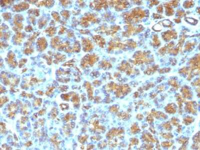 Immunohistochemistry-Paraffin: MFG-E8 Antibody (SPM291) - Azide and BSA Free [NBP3-11482] - Formalin-fixed, paraffin-embedded human Pancreas stained with MFG-E8 Antibody (SPM291)