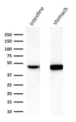 Western Blot: Cytokeratin 18 Antibody (C-04 (same as Ks18.04)) - Azide and BSA Free [NBP3-11485] - Western Blot Analysis of human A) intestine and B) stomach lysate using Cytokeratin 18 Mouse Monoclonal Antibody (C-04).