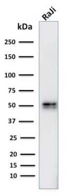 Western Blot: CD79A Antibody (IGA/764) - Azide and BSA Free [NBP3-11494] - Western Blot Analysis of human Raji cell lysate using CD79A Antibody (IGA/764).