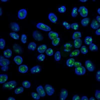 Immunocytochemistry/ Immunofluorescence: Nucleolin Antibody (SPM614) - Azide and BSA Free [NBP3-11498] - Immunofluorescence Analysis of HeLa cells stained with CF647R labeled Nucleolin Antibody (SPM614)(Green) Blue: DAPI.