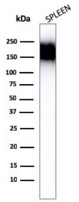 Western Blot: CD45RA Antibody (SPM504) - Azide and BSA Free [NBP3-11502] - Western Blot Analysis of human spleen tissue lysates using CD45RA Antibody (SPM504).