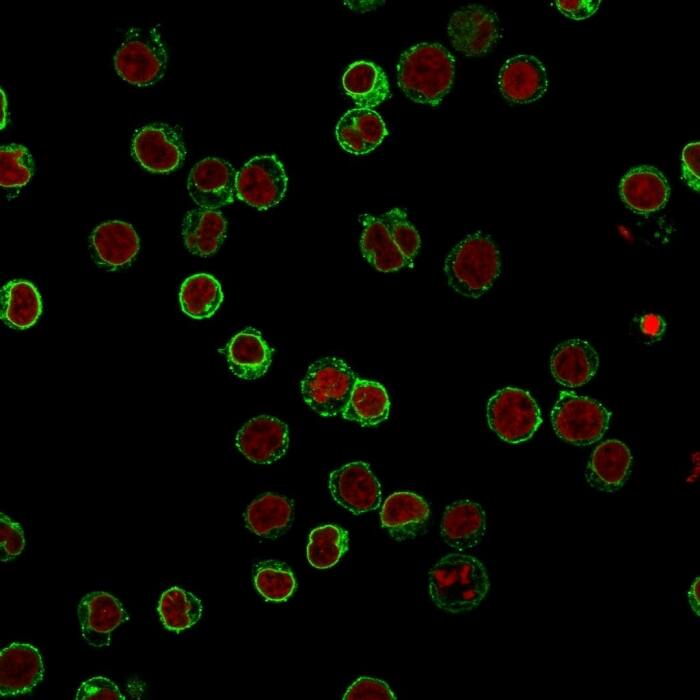 Immunofluorescence Analysis of Jurkat cells labeling CD3e with CD3 epsilon Antibody (B-B12) - Azide and BSA Free followed by Goat anti-Mouse IgG-CF488 (Green). The nuclear counterstain is Reddot (Red).