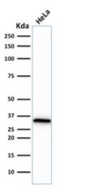 Western Blot: CDC2/CDK1 Antibody (CDK1/873) - Azide and BSA Free [NBP3-11507] - Western Blot Analysis of human HeLa cell lysate using CDC2/CDK1 Antibody (CDK1/873).
