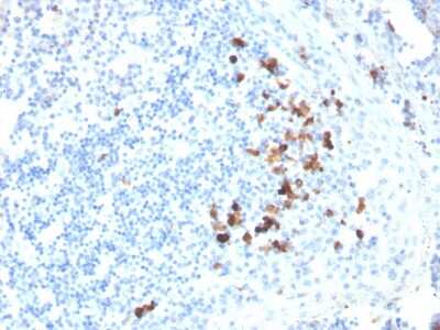 Immunohistochemistry-Paraffin: IgA Antibody (HISA43) - Azide and BSA Free [NBP3-11510] - Formalin-fixed, paraffin-embedded human tonsil stained with IgA Antibody (HISA43).