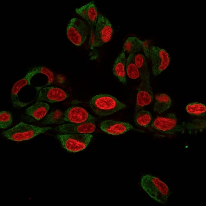 Immunofluorescence Analysis of HePG2 cells labeling GRP94 with gp96/HSP90B1/GRP94 Antibody (9G10.F8.2) - Azide and BSA Free followed by Goat anti-Mouse IgG-CF488 (Green). The nuclear counterstain is Reddot.(Red).