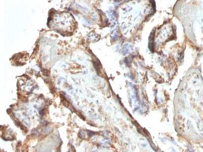 Immunohistochemistry-Paraffin: Chorionic Gonadotropin alpha/beta (hCG) Antibody (HCGab/52) - Azide and BSA Free [NBP3-11526] - Human Placenta stained with Chorionic Gonadotropin alpha/beta (hCG) Monoclonal Antibody (HCGab/52).