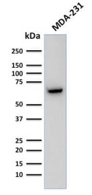 Western Blot: GnRHR Antibody (F1G4) - Azide and BSA Free [NBP3-11541] - Western Blot Analysis of Human MDA-231 cell lysate using GnRHR Antibody (F1G4 (same as GNRH03)).
