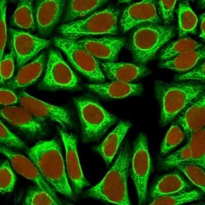 Immunocytochemistry/ Immunofluorescence: Cytokeratin 18 Antibody (KRT18/836) - Azide and BSA Free [NBP3-11544] - Confocal Immunofluorescence image of HeLa cells using Cytokeratin 18 Antibody (KRT18/836) Green (CF488) and Red Dot is used to label the nuclei.