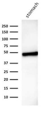 Western Blot: Cytokeratin 18 Antibody (B23.1) - Azide and BSA Free [NBP3-11545] - Western Blot analysis of human stomach lysate using Cytokeratin 18 Monoclonal Antibody (B23.1).