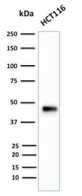 Western Blot: Cytokeratin 18 Antibody (B23.1) - Azide and BSA Free [NBP3-11545] - Western Blot Analysis of human HCT116 cell lysate using Cytokeratin 18 Monoclonal Antibody (B23.1).