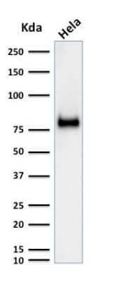 Western Blot: CD44 Antibody (SPM521) - Azide and BSA Free [NBP3-11550] - Western Blot Analysis of HeLa cell lysate using CD44 Antibody (SPM521)