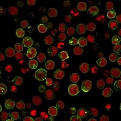 Immunocytochemistry/ Immunofluorescence: HLA DRB1 Antibody (SPM423) - Azide and BSA Free [NBP3-11552] - ICC/IF analysis of Raji cells labeling HLA-DR with  conjugated with CF594 (Green). The nuclear counterstain is Red Dot (Red)