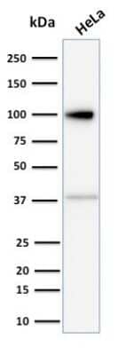 Western Blot: MVP Antibody (1014) - Azide and BSA Free [NBP3-11555] - Western Blot Analysis of human HeLa cell lysate using MVP Antibody (1014).
