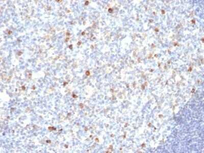 Immunohistochemistry-Paraffin: IgM Antibody (SPM188) - Azide and BSA Free [NBP3-11563] - Human Tonsil stained with IgM Monoclonal Antibody (SPM188)