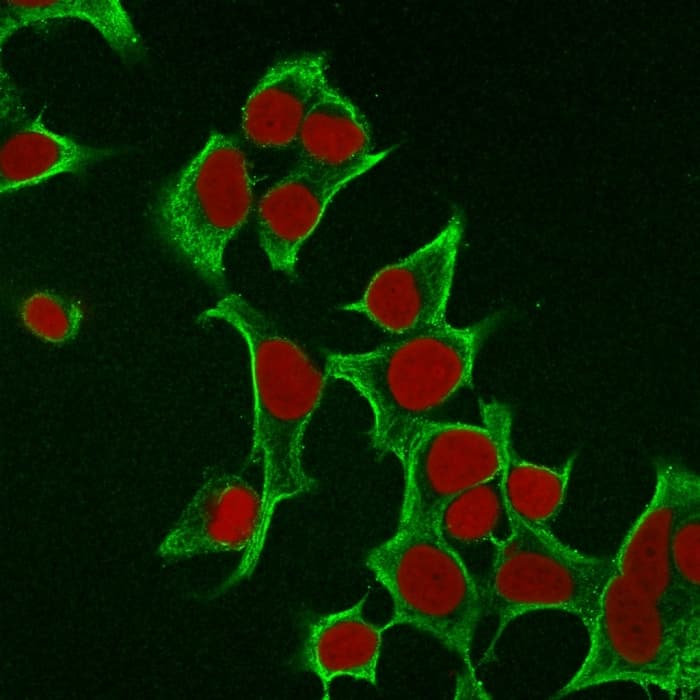 Immunofluorescence Analysis of MCF cells labeling Cytokeratin 8 withCytokeratin 8 Antibody (B22.1) - Azide and BSA Free followed by Goat anti-Mouse IgG-CF488 (Green). The nuclear counterstain is RedDot (Red).