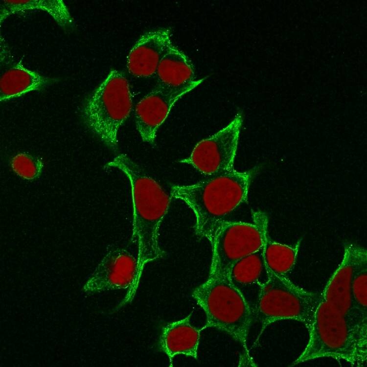 Immunofluorescence Analysis of MCF cells labeling Cytokeratin 8 with Cytokeratin 8 Antibody (B22.1) - Azide and BSA Free followed by Goat anti-Mouse IgG-CF488 (Green). The nuclear counterstain is RedDot (Red).