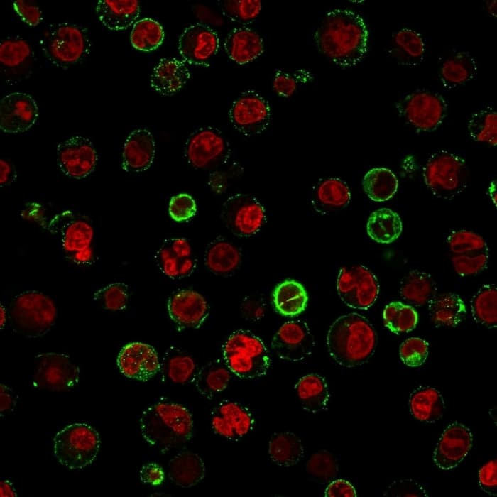 Immunofluorescent staining of Raji cells. CD74 Antibody (CLIP/813) - Azide and BSA Free followed by goat anti-Mouse IgG-CF488 (Green). The nuclear counterstain is Reddot (Red)