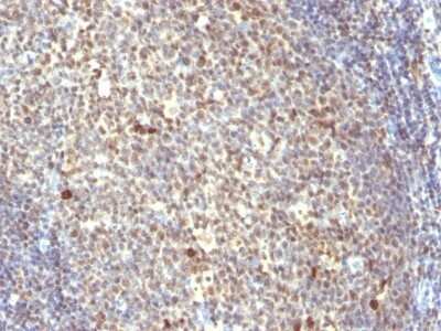 Immunohistochemistry-Paraffin: IPO-38 Antibody (IPO-38) - Azide and BSA Free [NBP3-11569] - Human Tonsil stained with IPO-38 Monoclonal Antibody.