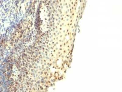 Immunohistochemistry-Paraffin: IPO-38 Antibody (IPO-38) - Azide and BSA Free [NBP3-11569] - Human Tonsil stained with IPO-38 Monoclonal Antibody.