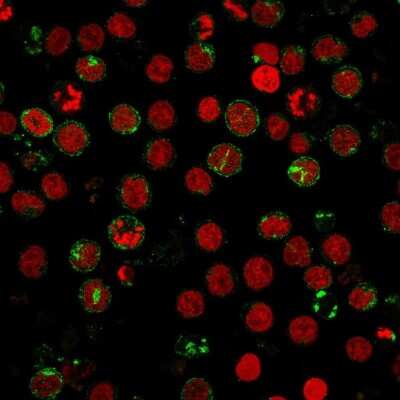 Immunocytochemistry/ Immunofluorescence: CD6 Antibody (SPV-L14) - Azide and BSA Free [NBP3-11571] - Immunofluorescence staining of MOLT4 cells using CD6 Antibody (SPV-L14) followed by goat anti-Mouse IgG conjugated to CF488 (green). Nuclei are stained with Red Dot.
