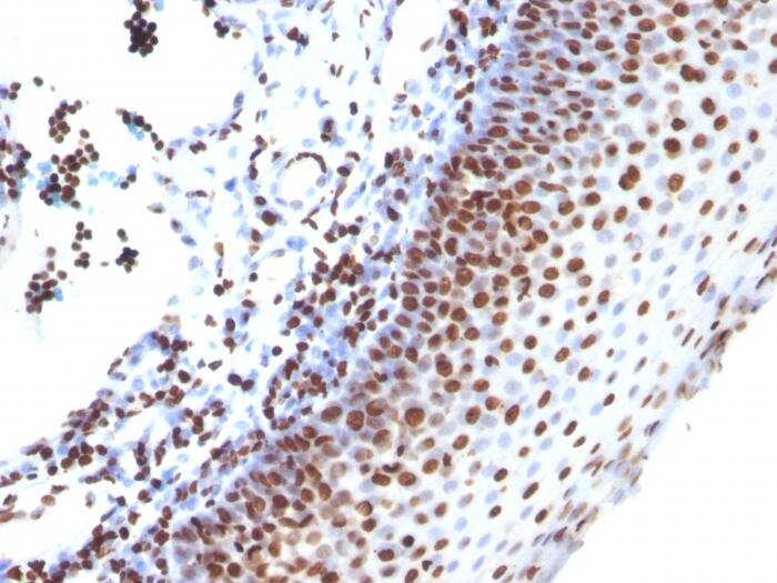 Formalin-fixed, paraffin-embedded human Tonsil stained with H1F0 Antibody (SPM256) - Azide and BSA Free.