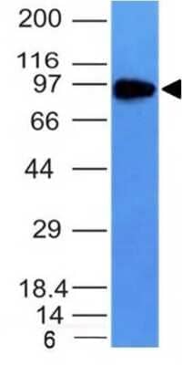 Western Blot: TfR (Transferrin R) Antibody (TFRC/1149) - Azide and BSA Free [NBP3-11596] - Western Blot of PC3 cell lysate using TfR (Transferrin R) Antibody (TFRC/1149)
