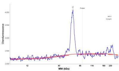 Simple Western: GnRHR Antibody (A9E4) - Azide and BSA Free [NBP3-11601] - Electropherogram image of the corresponding Simple Western lane. GnRHR antibody was used at 50 ug/ml dilution of MCF-7 lysates(s) respectively.