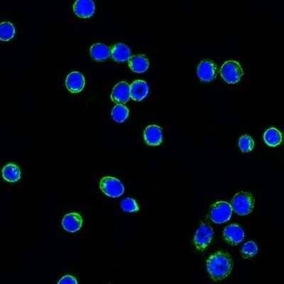 Immunocytochemistry/ Immunofluorescence: Lambda Light Chain Antibody (LcN-2) - Azide and BSA Free [NBP3-11602] - Confocal Immunofluorescent analysis of Ramos cells using AF488-labeled Lambda Light Chain Monoclonal Antibody (LcN-2) (Green). DAPI was used to stain the cell nuclei (blue).