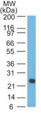 Western Blot: Lambda Light Chain Antibody (LcN-2) - Azide and BSA Free [NBP3-11602] - Analysis of human Intestinal lysate using Lambda Light Chain Monoclonal Antibody (LcN-2).