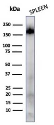 Western Blot: CD45RA Antibody (111-1C5) - Azide and BSA Free [NBP3-11607] - Western Blot Analysis of human Spleen tissue lysates using CD45RA Antibody (111-1C5)