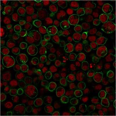 Immunocytochemistry/ Immunofluorescence: CD45RA Antibody (111-1C5) - Azide and BSA Free [NBP3-11607] - Paraformaldehyde-fixed Raji cells stained with CD45RA Antibody (111-1C5) followed by Goat anti-Mouse IgG-CF488 (Green). Counterstain is Phalloidin (red).