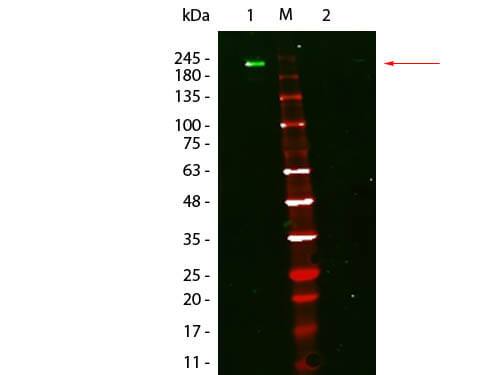 Western Blot of Fluorescent TrueBlot(R): Anti-Mouse Ig DyLight(TM) 800. Lane 1: Mouse IgG, Non-reduced. Lane 2: Mouse IgG, Reduced. Load: 50 ng per lane. Primary antibody: none. Secondary antibody: Fluorescent TrueBlot(R): Anti-Mouse Ig DyLight(TM) 800 at 1:1,000 for 60 min at RT. Block for 30 min at RT. Predicted/Observed size: 160 kDa for Mouse IgG, Non-reduced. Migrates at slightly higher molecular weight than predicted.