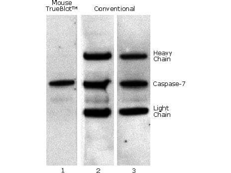 Rat Pure-Blot anti-Mouse IgG (H+L) Secondary Antibody (eB144) [DyLight 680] / Western Blot: Caspase 7 was immunoprecipitated from 0.5 ml of 1x10e7 Jurkat cells/ml with 5 ug mouse anti-human Caspase 7. Precipitate from 1x10e6 cells was subjected to electrophoresis, transferred to an PVDF membrane, and Western blotted with anti-Caspase 7 using Mouse TrueBlot(R) ULTRA: Anti-Mouse Ig HRP (Lane 1) or conventional HRP-conjugated anti-mouse antibody (Lane 2) - note the detection of the heavy and light chains of the immunoprecipitating antibody in Lane 2 but not in Lane 1. When Lane 1 is re-immunoblotted using conventional HRP-conjugated anti-mouse polyclonal antibody (Lane 3), the heavy and light chains are now detected, confirming that although the immunoprecipitating heavy and light chains are present, Mouse TrueBlot(R) ULTRA: Anti-Mouse Ig HRP detects only native antibody and not denatured heavy and light chains.